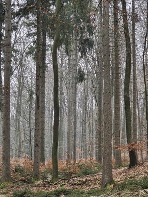 Gr�nkohl-20260124_110200-St�mme