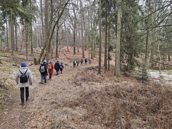 Gr�nkohl-20260124_111552-Schmale Wege