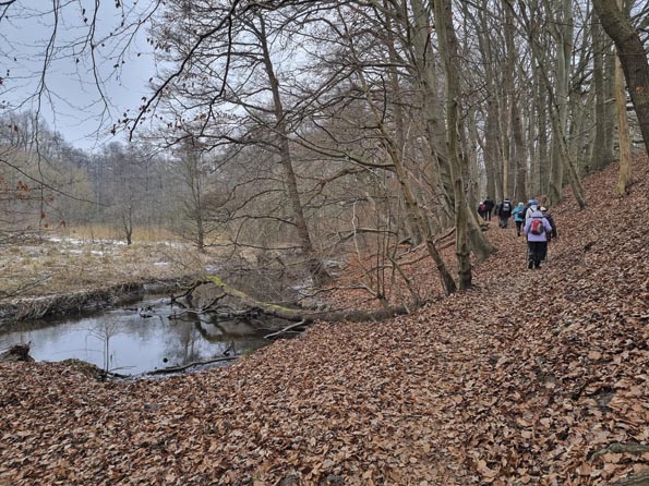 Gr�nkohl-20260124_154925-Am Trittauer M�hlenbach