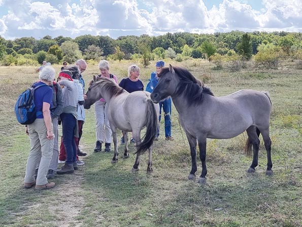 Naumburg-20250912_120016-Koniks Naumburg-20250912_120016-Koniks