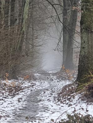 Stint-20260221_154039-Nebel